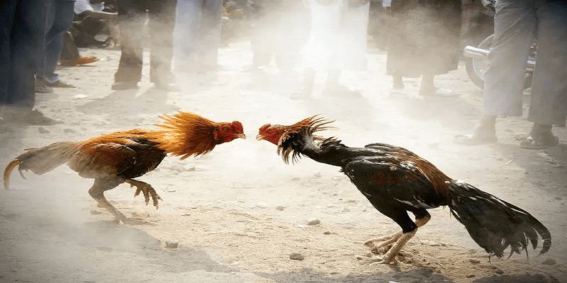 Bỏ túi một vài bí quyết đá gà TR88 hiệu quả cao