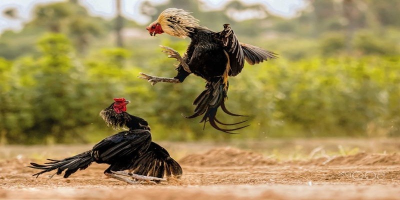 Quy định quan trọng cần nhớ khi tham gia đá gà cựa sắt
